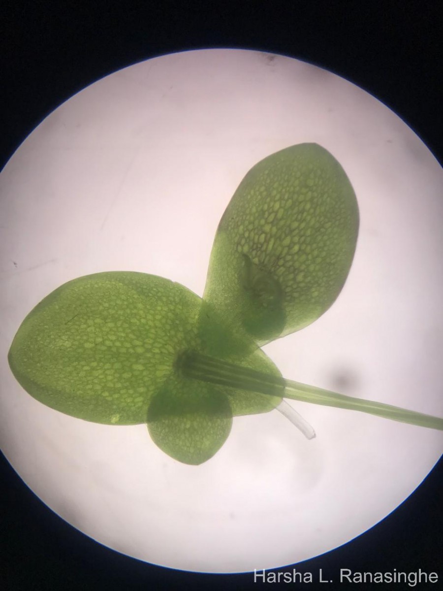 Spirodela punctata (G.Mey.) C.H.Thomps.